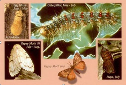 gypsy moth image